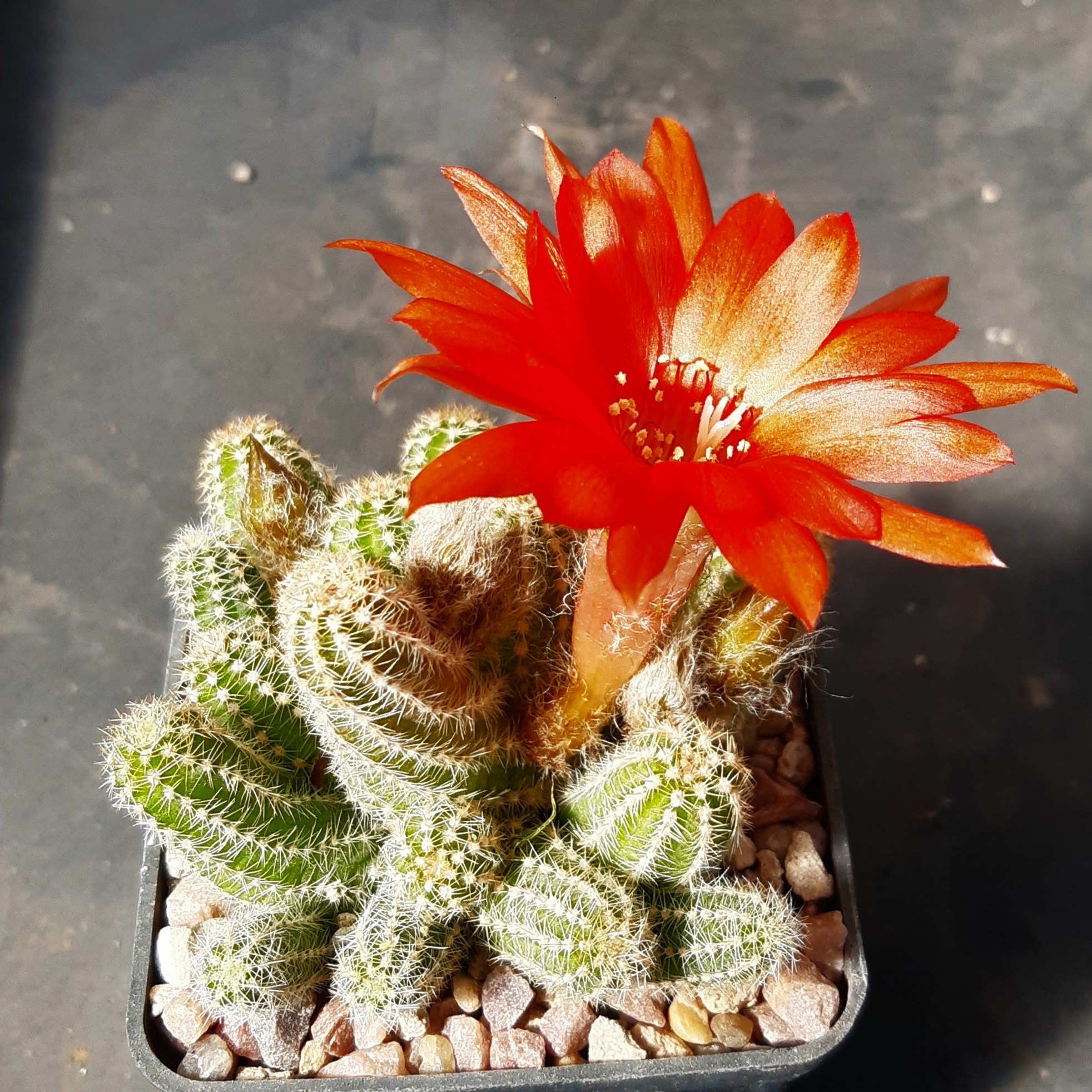Hamaecereus silvestrii