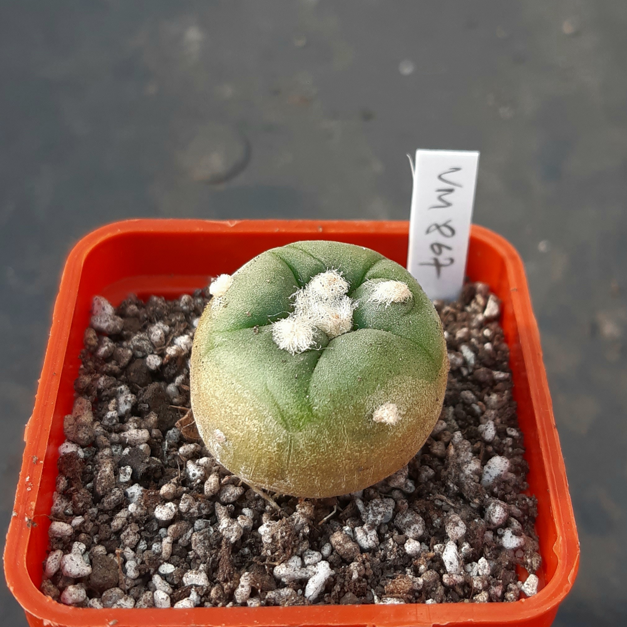 Lophophora alberto-vojtechii f.Nuevo Léon VM867, NL