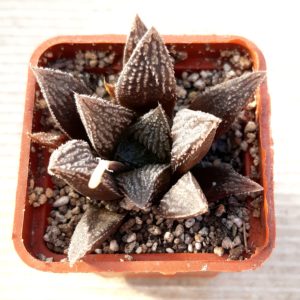 Haworthia selection