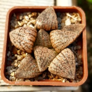 Haworthia picta Japan clone
