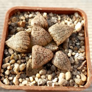 Haworthia picta Japan clone