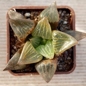 Haworthia selection