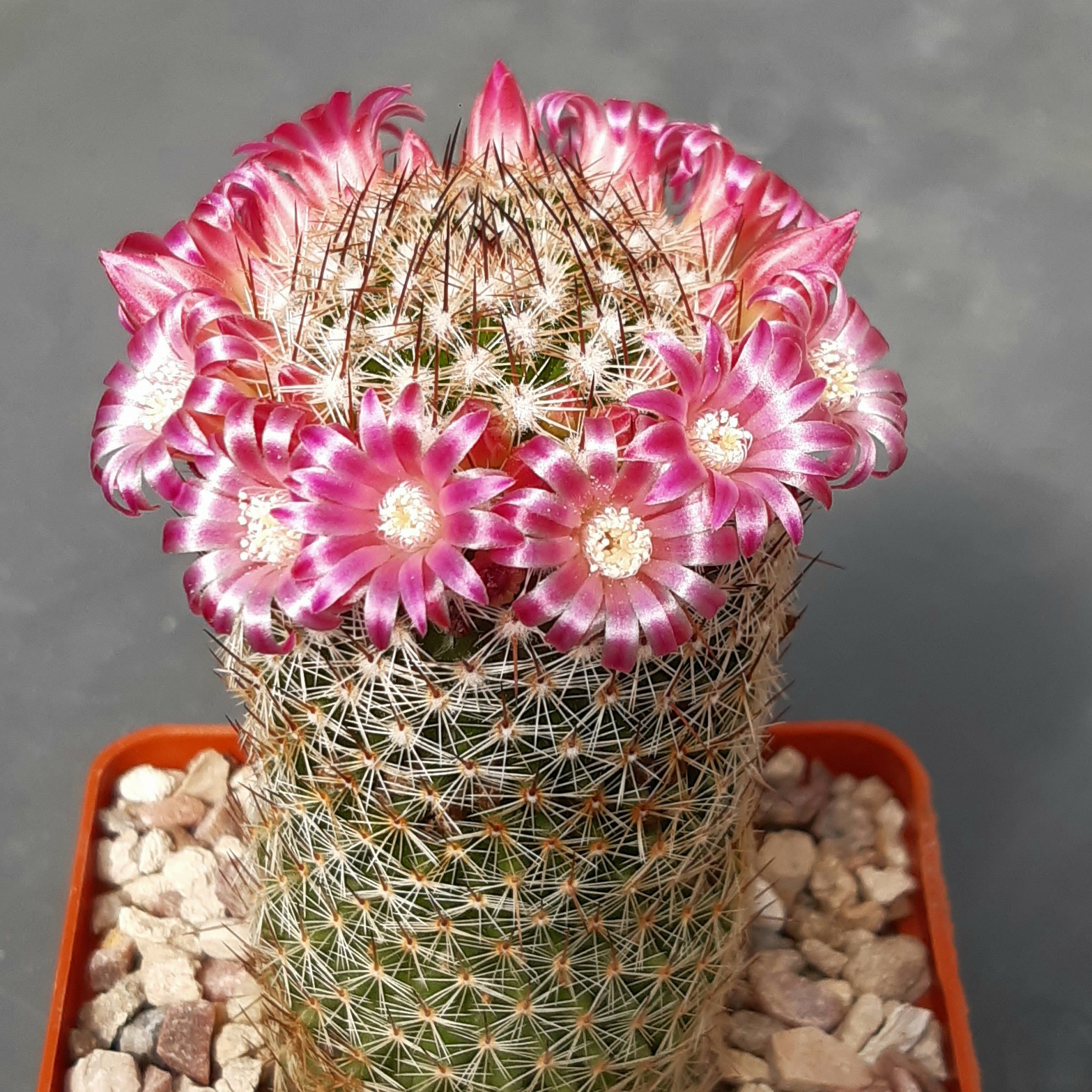 Mammillaria matudae