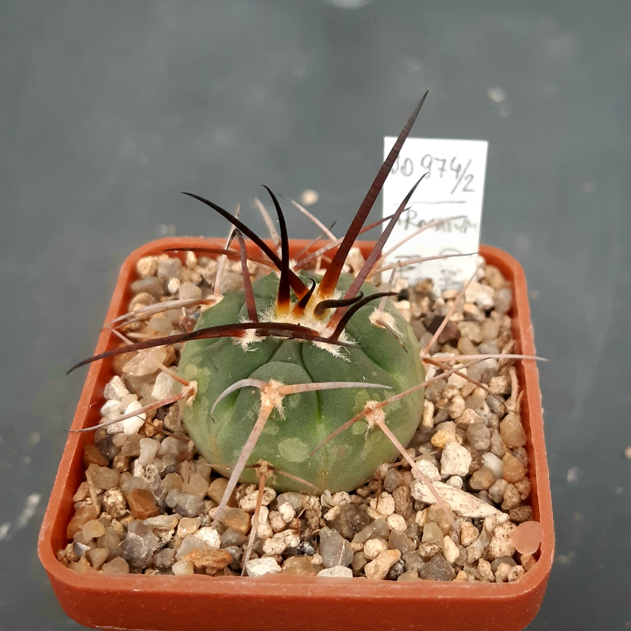 Gymnocalycium armatum JO974/2 Paichu Centro, Tarija, Bol