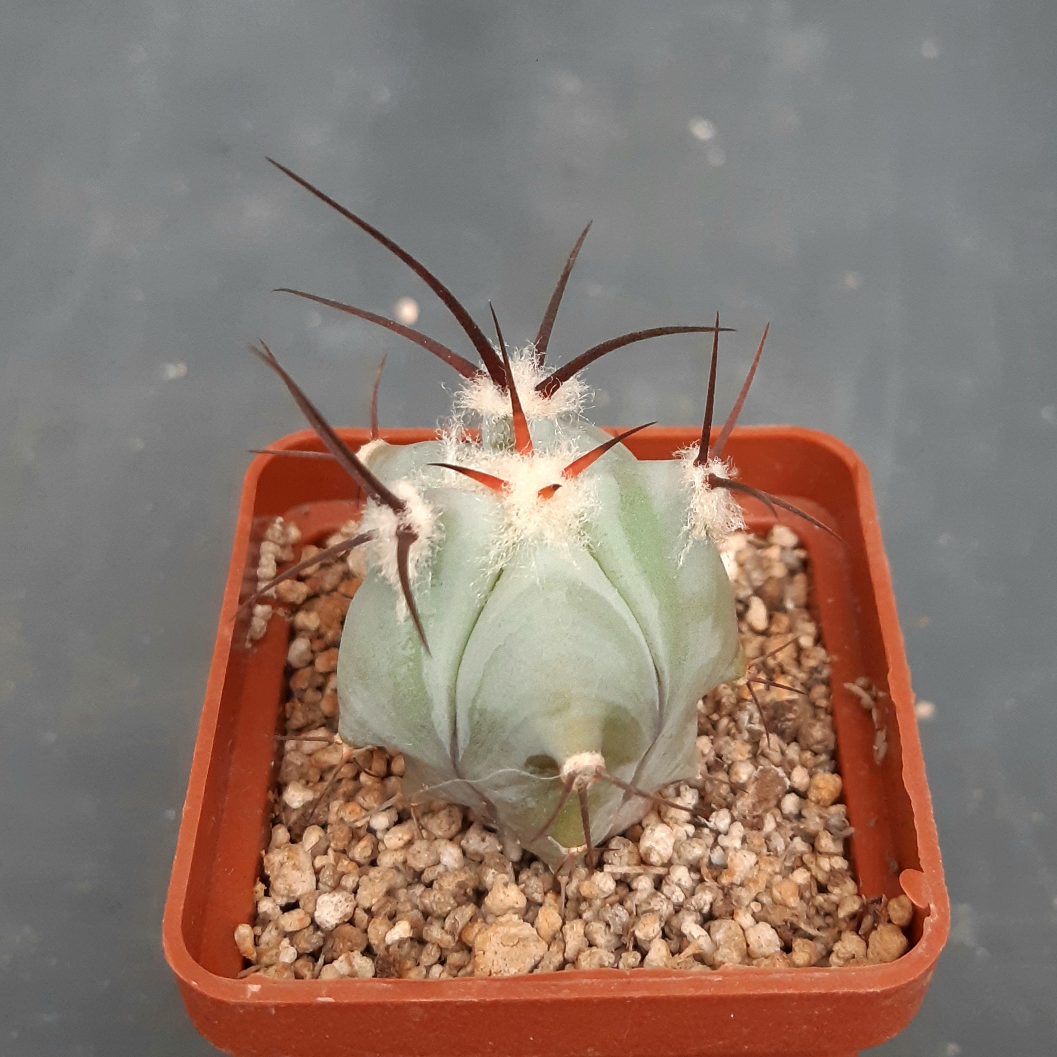 Echinocactus platyacantus