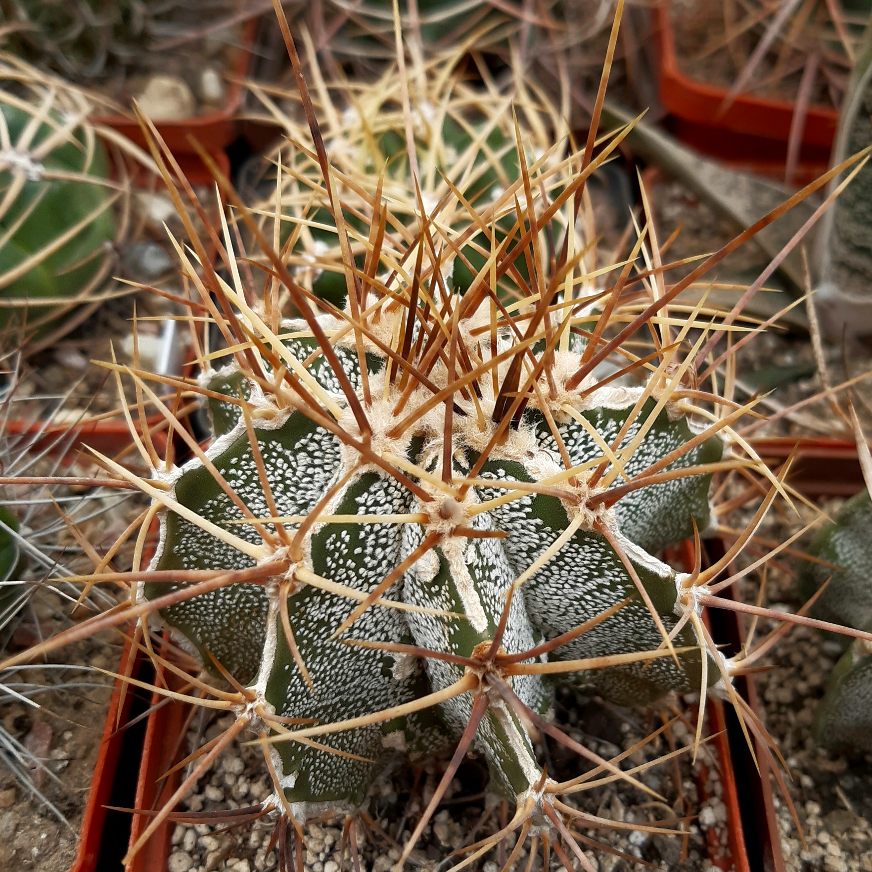 Astrophytum ornatum fukuryu 'hakujo'