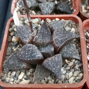 Haworthia selection