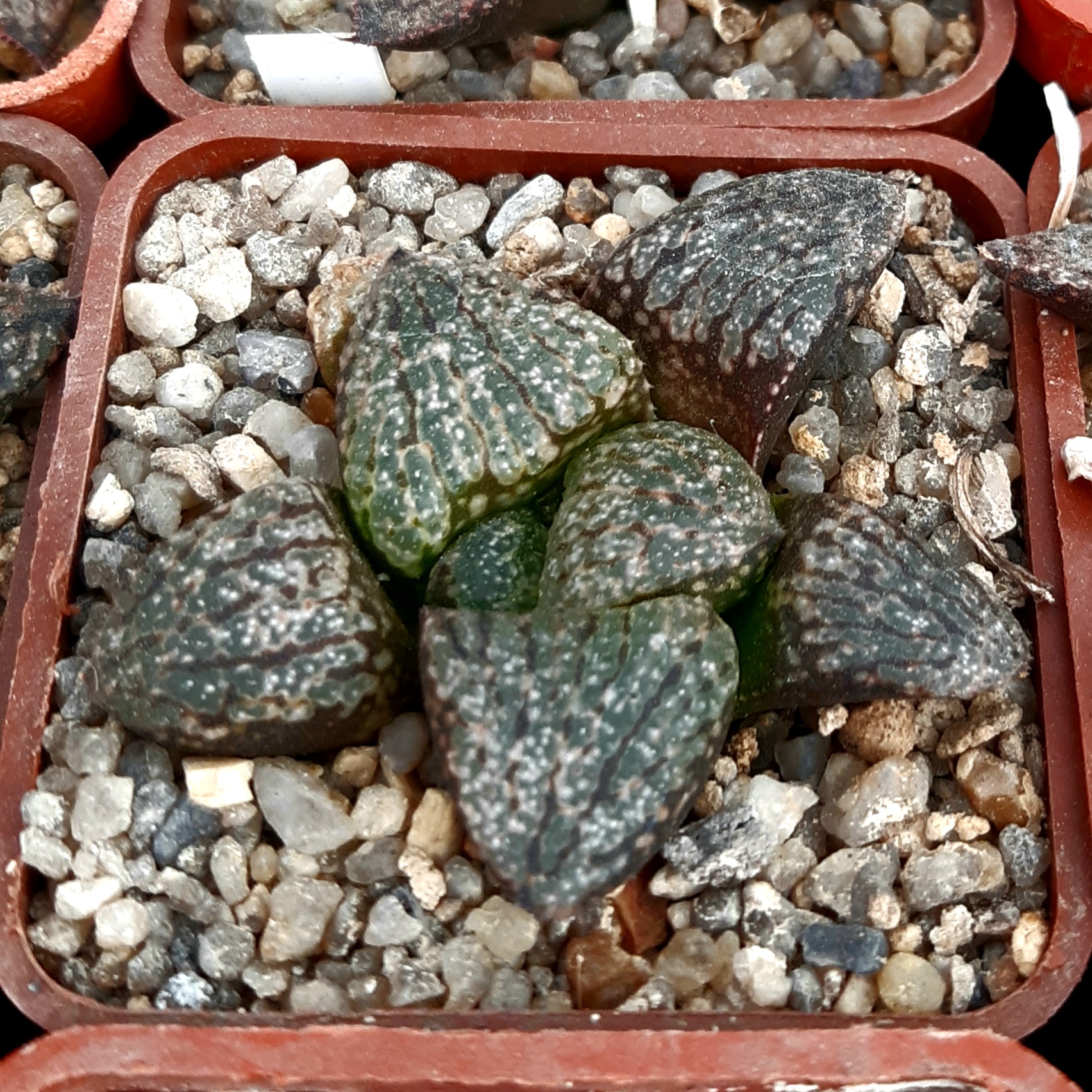 Haworthia picta Japan clone