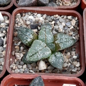 Haworthia picta Japan clone