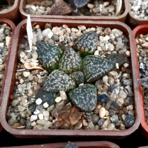 Haworthia picta Japan clone
