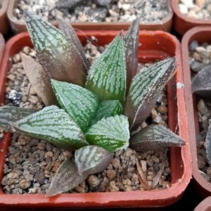 Haworthia selection