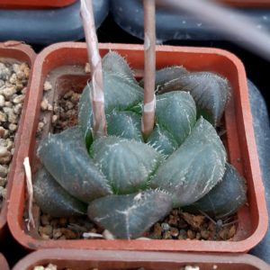 Haworthia cooperi selection ('Star')