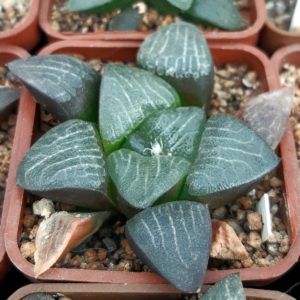 Haworthia selection