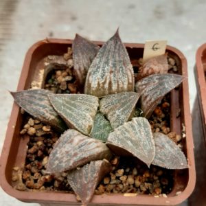 Haworthia selection