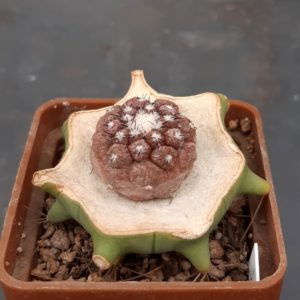 Copiapoa hypogea 'Lizard Skin' cl.3