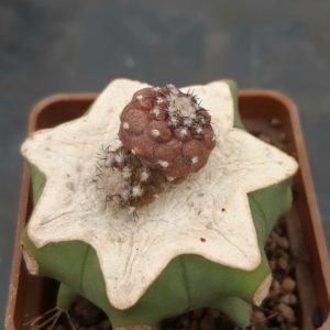 Copiapoa hypogea 'Lizard Skin' cl.2