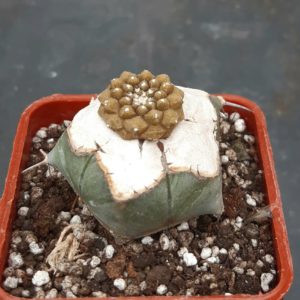 Copiapoa hypogea 'Lizard Skin' cl.1