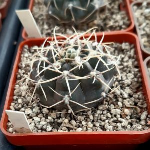Gymnocalycium intertextum Las Higueritas LR Arg