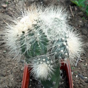 Copiapoa krainziana, San Ramon