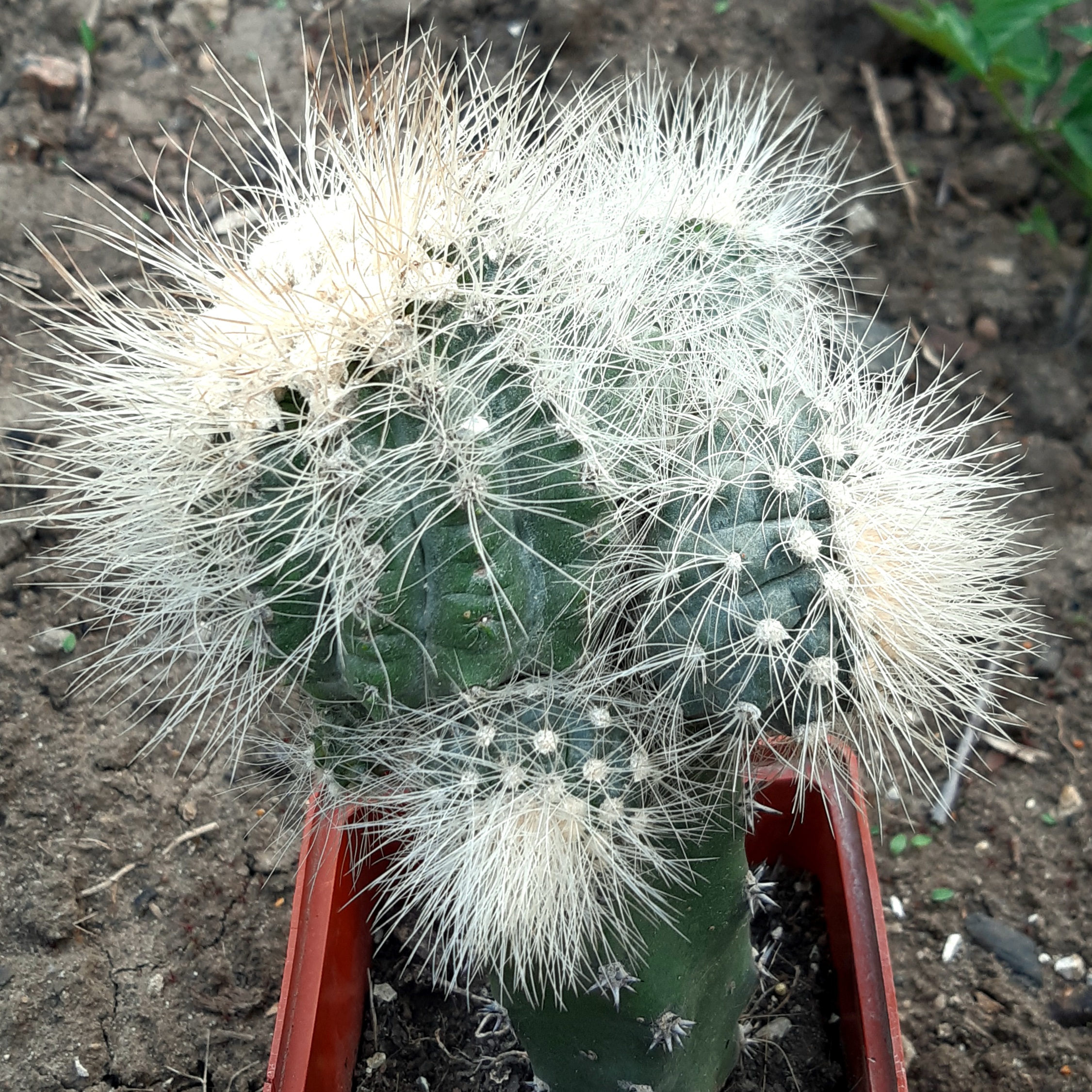 Copiapoa krainziana, San Ramon