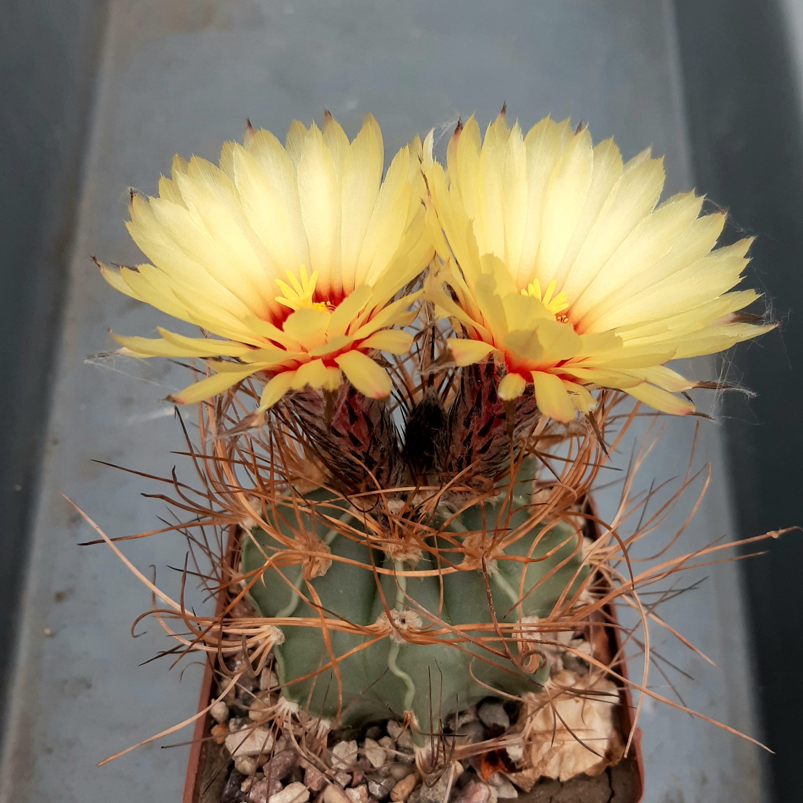 Astrophytum senile 'aureum' ferox