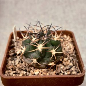 Acanthocalycium munitum DH10 Cerro Zorrito, Plateau