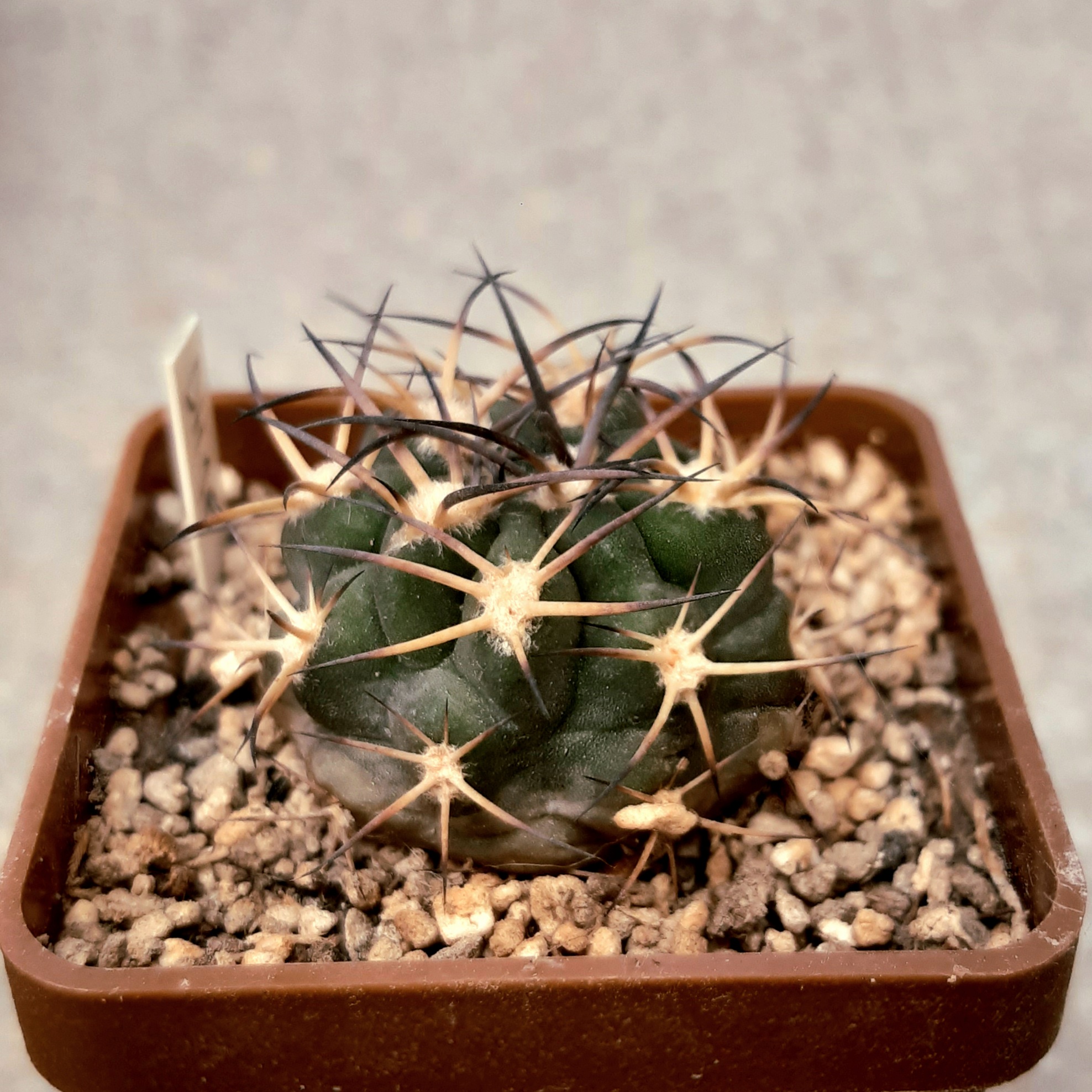 Acanthocalycium munitum DH10 Cerro Zorrito, Plateau