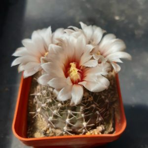 Gymnocalycium stellatum