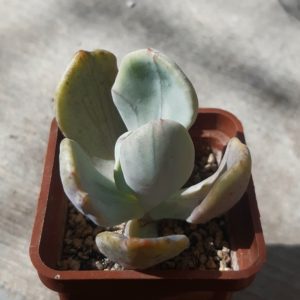 Pachyveria 'Jocelyn's Joy' variegata