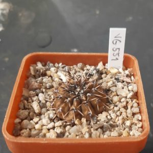 Gymnocalycium riojense 'paucispinum' VG551, Balde de la Punta, Catamarca, 245 m