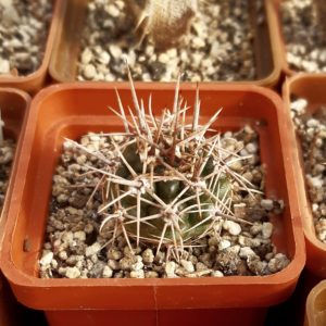 Gymnocalycium horridispinum VG1078 Cerro Bola, 1211m Argentina : Córdoba