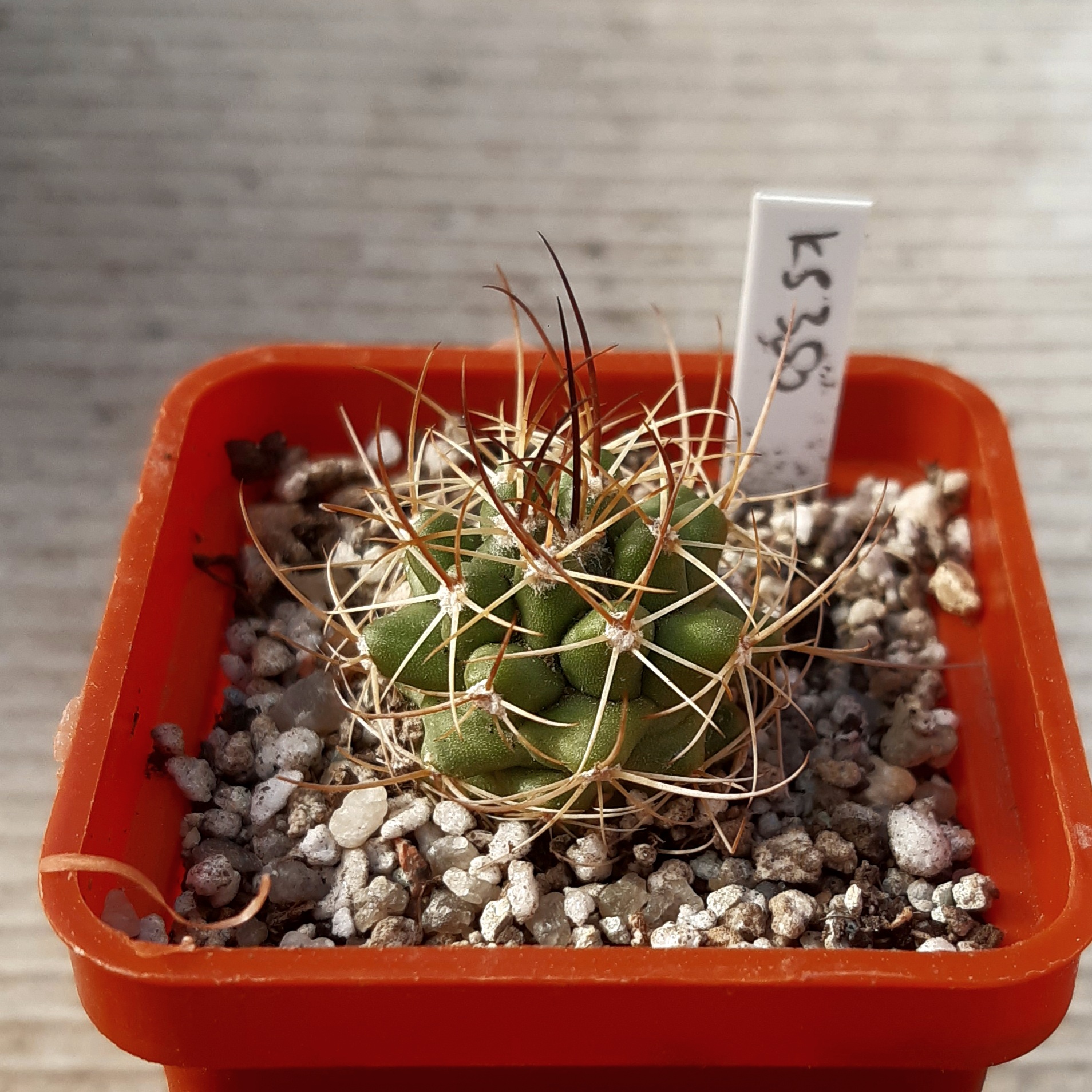Thelocactus rinconensis v.freudenbergii KS350 Grutas de Garcia,NL