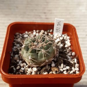 Gymnocalycium sutterianum 'tetraploideum' VG266, La Cruz-Arroyo San Antonio, Cordoba, 544 m