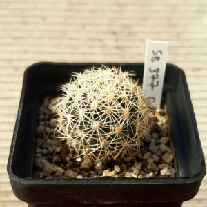 Coryphantha echinus SB377 USA : Texas (Val Verde County)