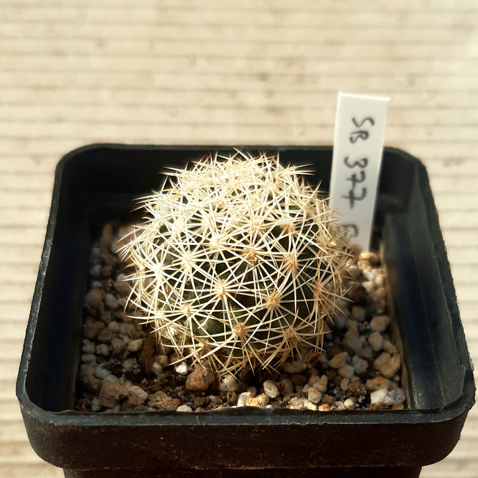 Coryphantha echinus SB377 USA : Texas (Val Verde County)