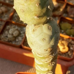 Tephrocactus geometricus