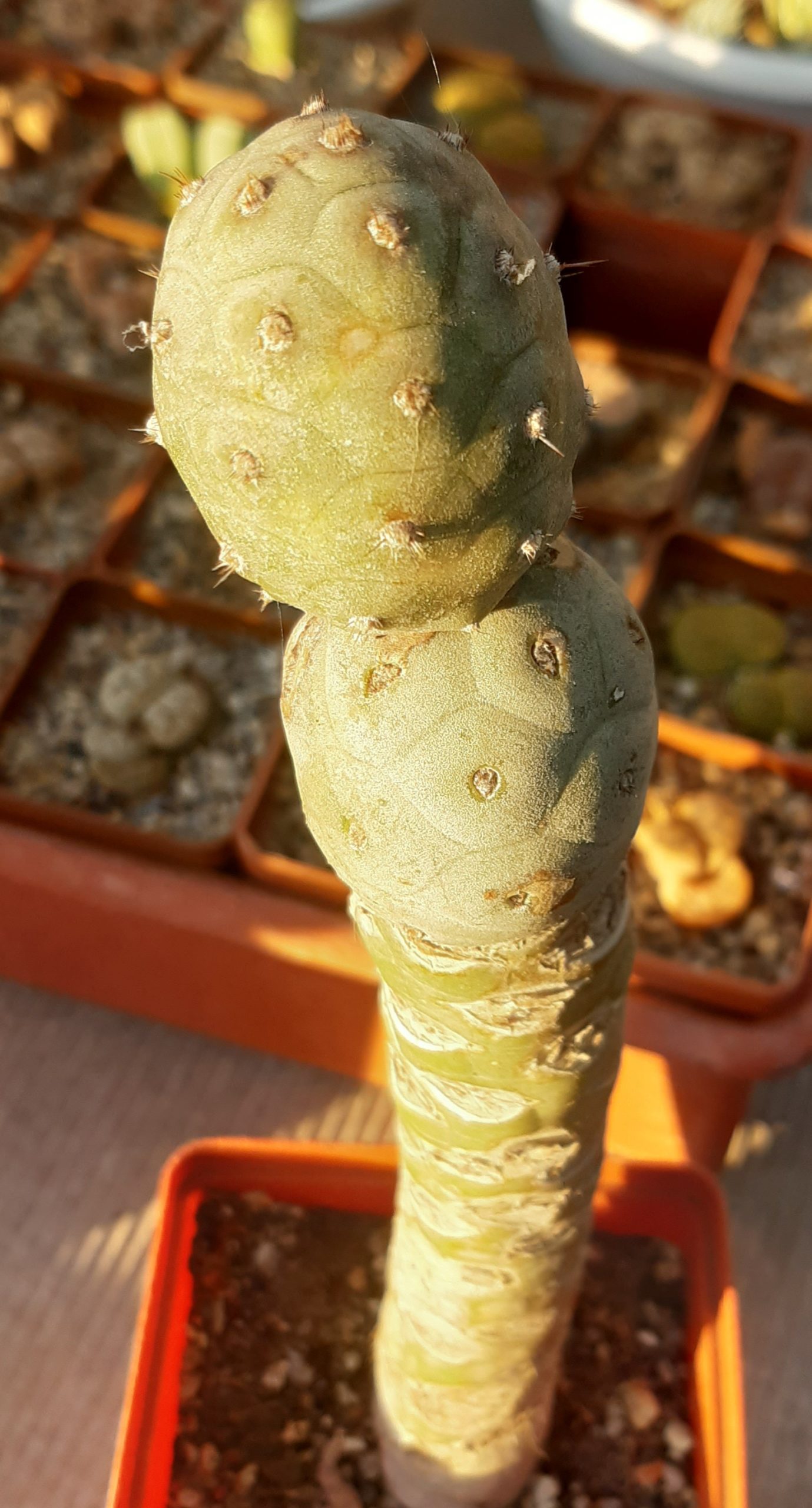 Tephrocactus geometricus