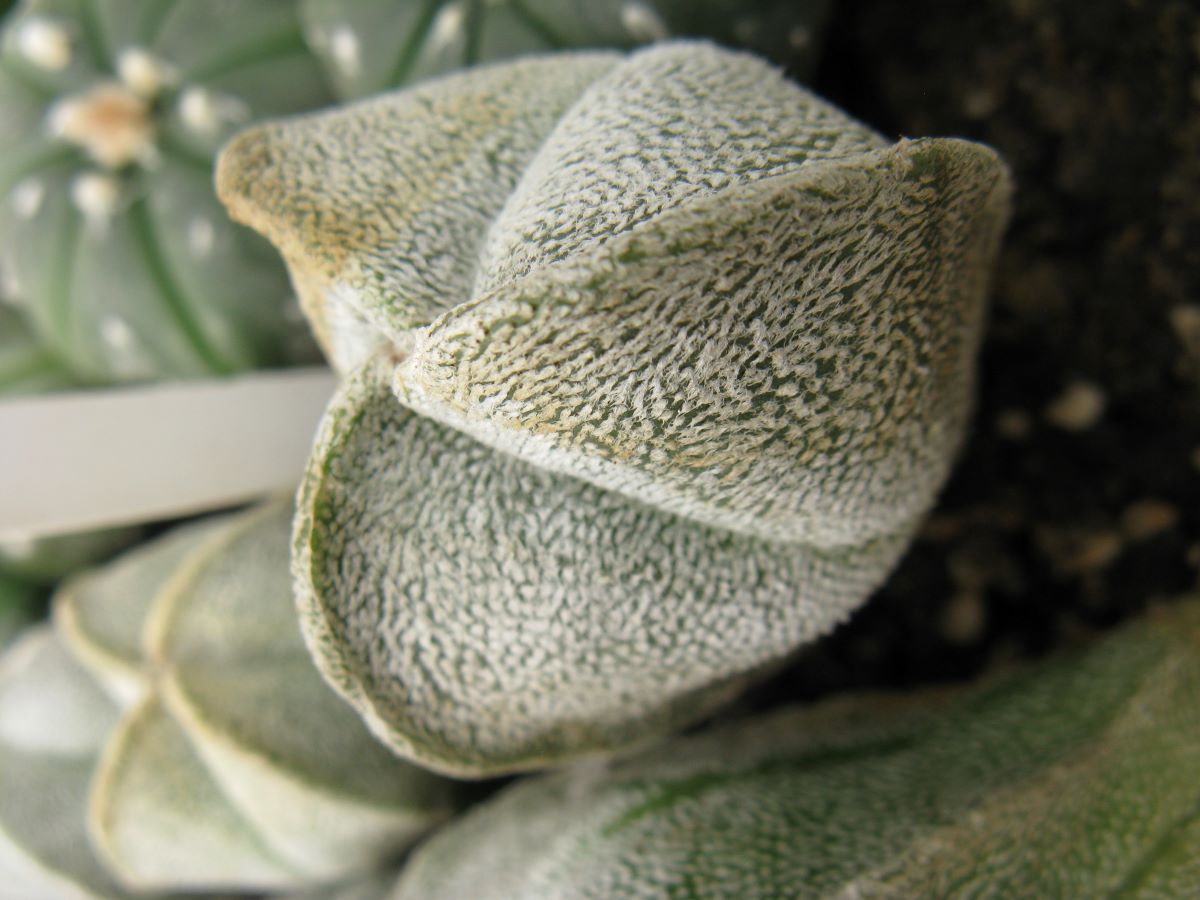 Astrophytum coahuilense cv 3 -ribs