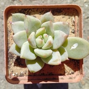 Echeveria Tremolo