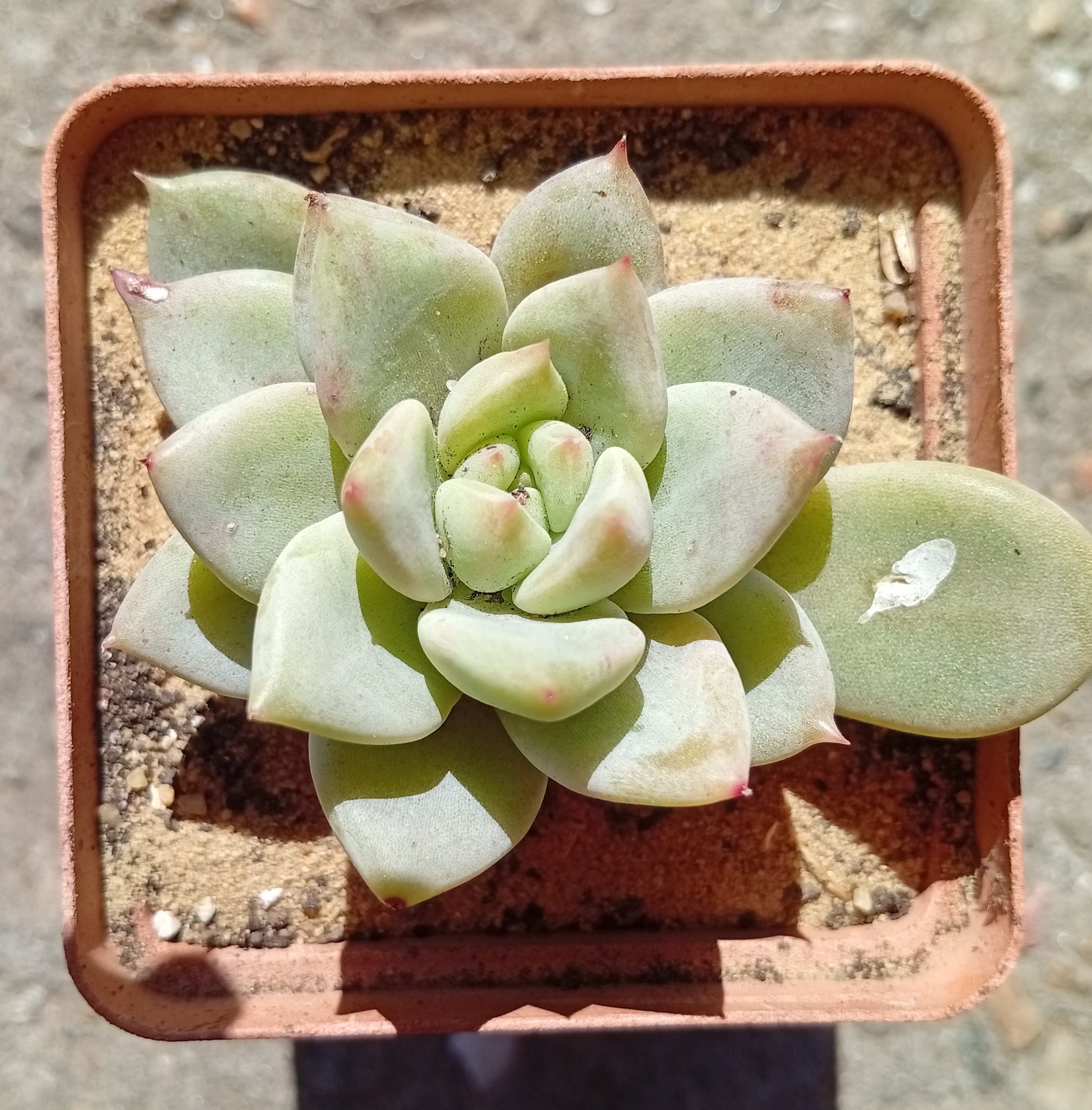 Echeveria Tremolo