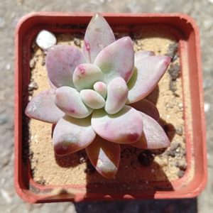 Graptoveria Blue Candle