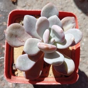 Graptoveria Sinderella