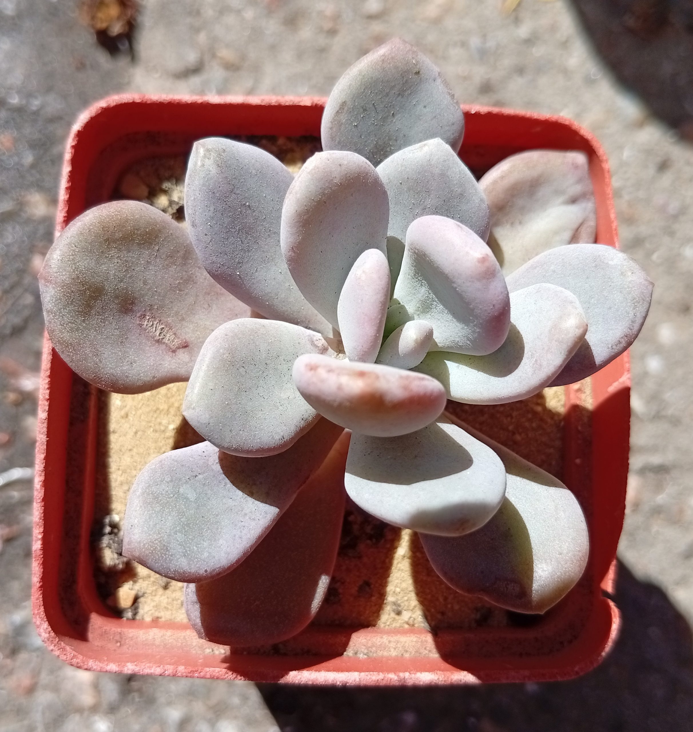 Graptoveria Sinderella