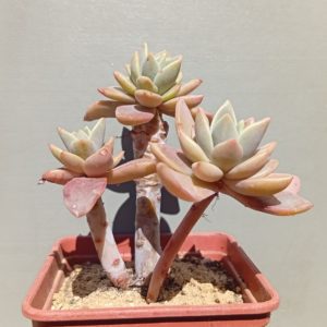 Graptoveria Water Lily