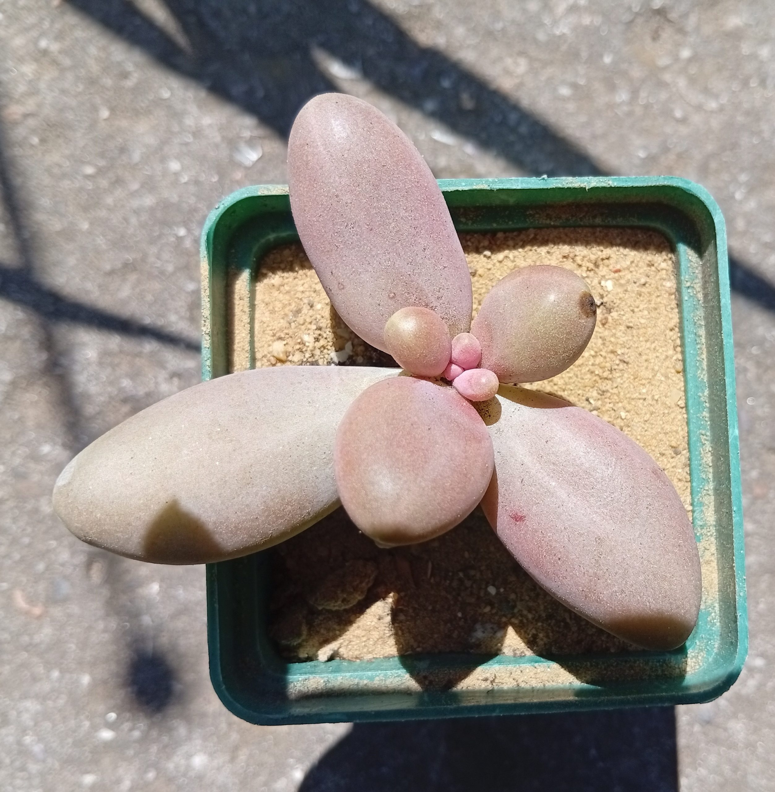 Pachyphytum oviferum x viridis