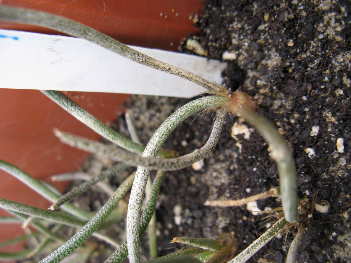 Digitostigma caput-medusae PP1569