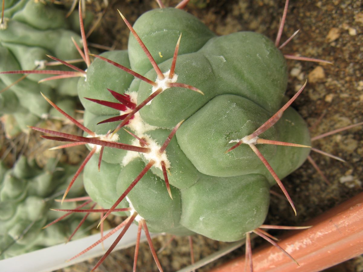 Thelocactus hexaedrophorus *llodii*