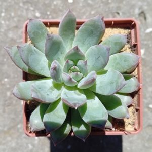 Echeveria Blue Princess
