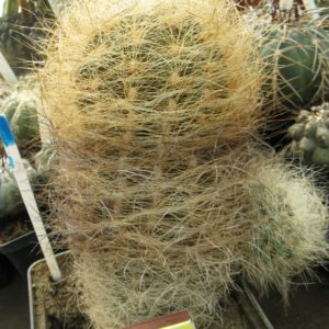 Neoporteria gerocephala #2
