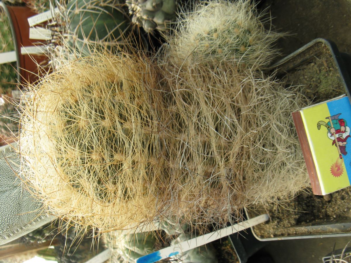 Neoporteria gerocephala #2